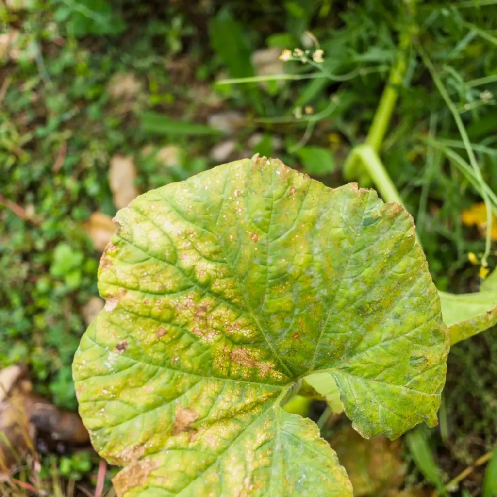 hoja-calabaza_23-2148006061